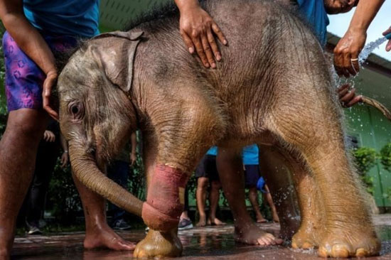 آب درمانی برای بچه فیل تایلندی