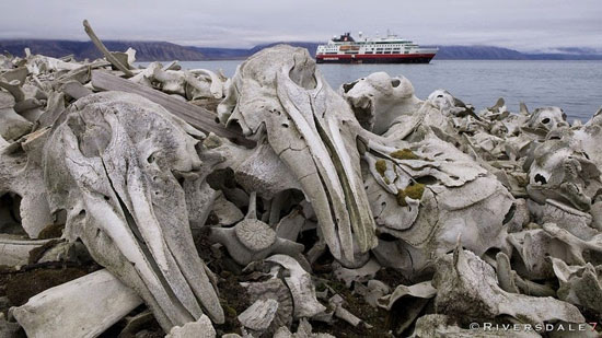 قبرستان نهنگ ها در نروژ +عکس