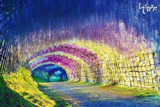 زیباترین تونل های طبیعی دنیا