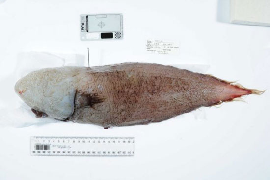 کشف ماهی بدون صورت در عمق ۴ هزار متری دریا