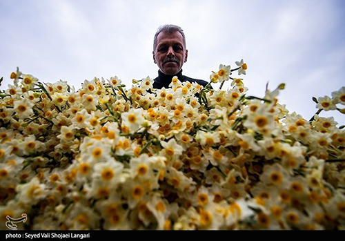 عکس‌های برداشت گل نرگس از مازندران دل‌تان را می‌برد