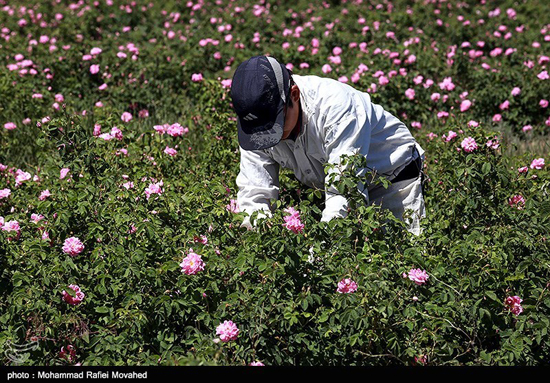 فصل گلاب گیری در کاشان