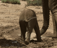 بچه فیل دست پا چلفتی! /تصاویر متحرک