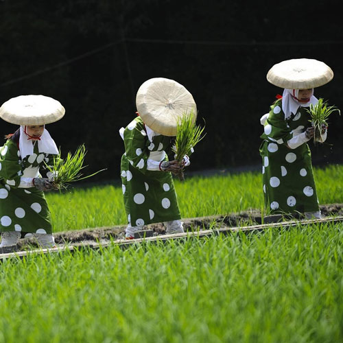 عکس: زنان برنج كار ژاپنی