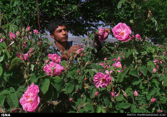 برداشت گل محمدی در لاله زار کرمان