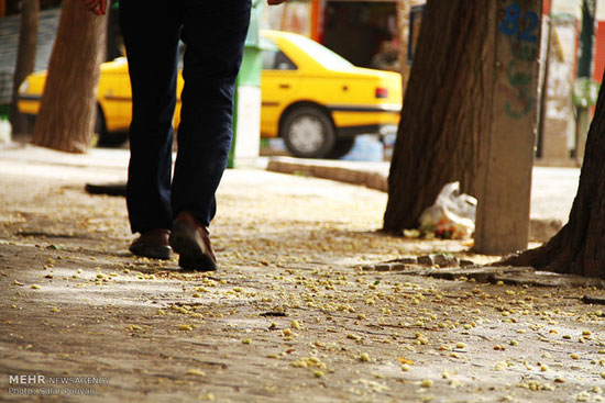 عکس: درختان توت در معابر تهران