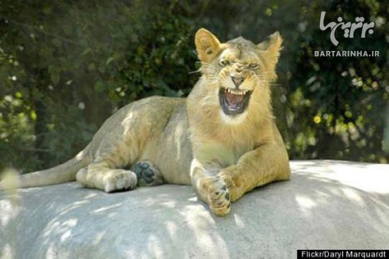 تصاویری از حیوونای خوش خنده و شاد! (2)