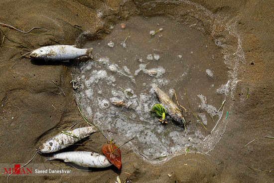 مرگ آبزیان در سواحل بندرعباس