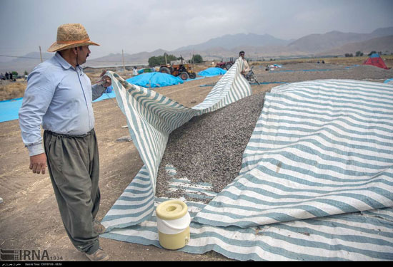 برداشت و خشک کردن تخمه در روستای «چمه»