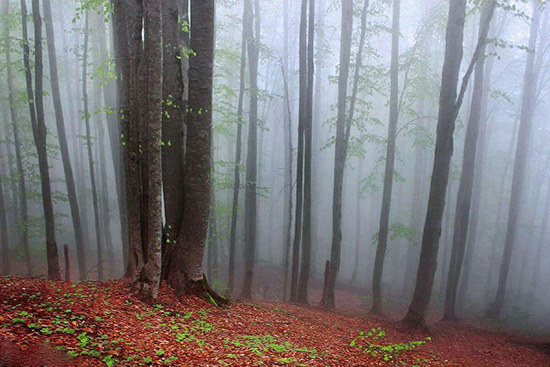 جنگل «راش»؛ تجربه رنگارنگ یک گشت و گذار جنگلی