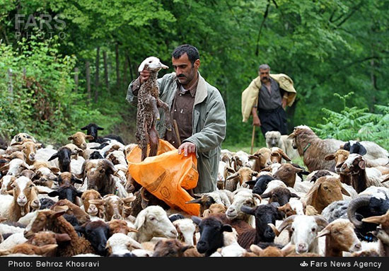 عکس: کوچ دام‌ها از شالیزارها به کوهستان