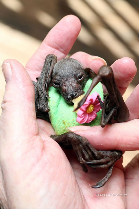خفاش معروف در بستر بیماری! +عکس