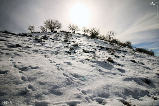 عکس: طبیعت زمستانی رومشگان