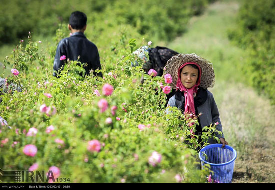 برداشت گل محمدی