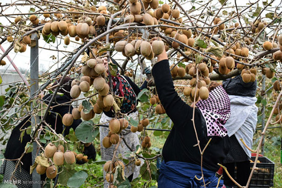 برداشت کیوی از باغات شهرستان آستارا