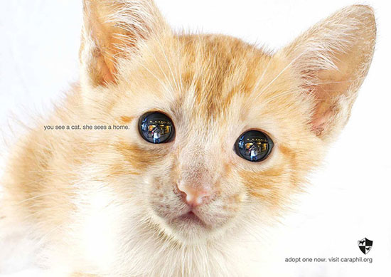 پوسترهای تاثیر گذار در حمایت از حیوانات (2)