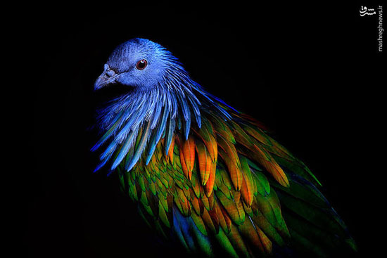 زیباترین کبوتر دنیا