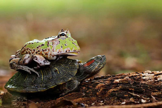 عکس: لاک‌پشت سواری قورباغه‎
