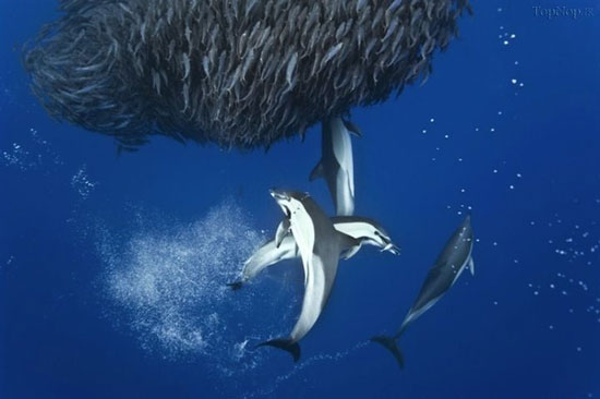 همکاری حیرت آور دلفین ها در شکار ماهی