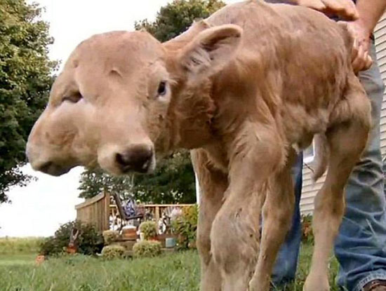 تولد گوساله دوسر در کنتاکی آمریکا