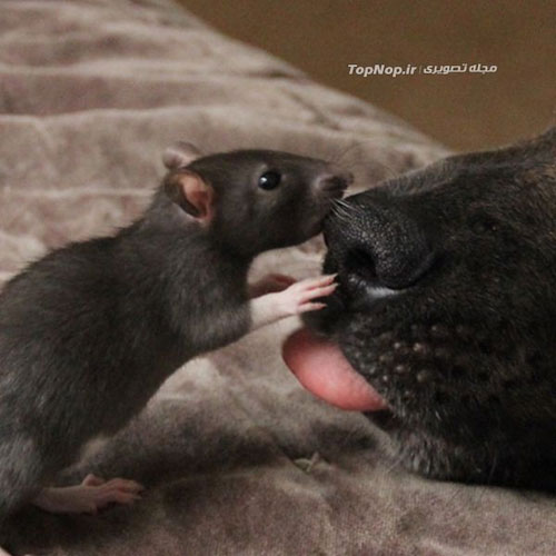 تصاویری جالب از دوستی عجیب سگ با موش