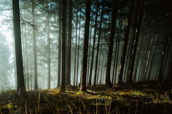 زیبایی هیپنوتیزم کننده‌ جنگل های اسلوونی