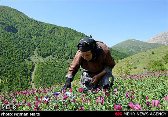 عکس: جشنواره گل گاوزبان