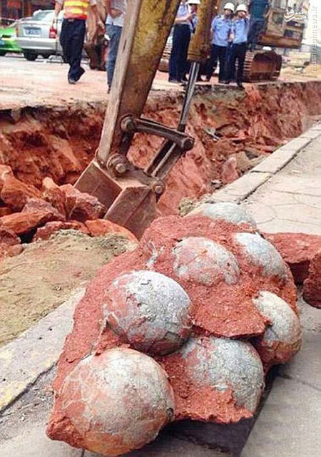عکس: کشف تخم‌ دایناسور در چین