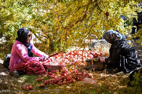 عکس: جشنواره انار در ارسنجان