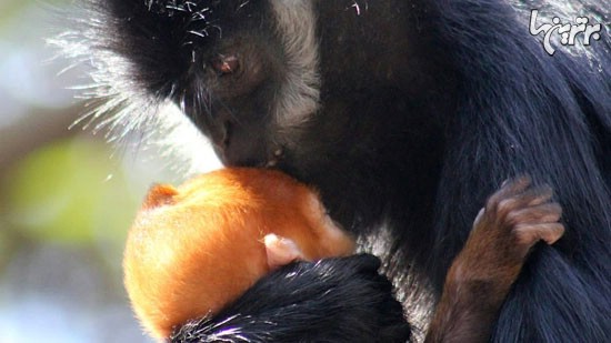 بچه میمونی که دل هم را برده! +عکس