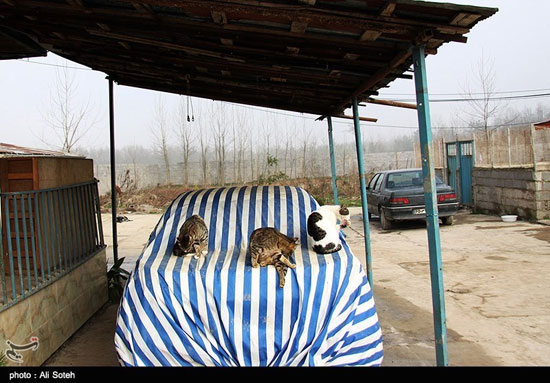 پناهگاه حیوانات زخمی در رشت +عکس