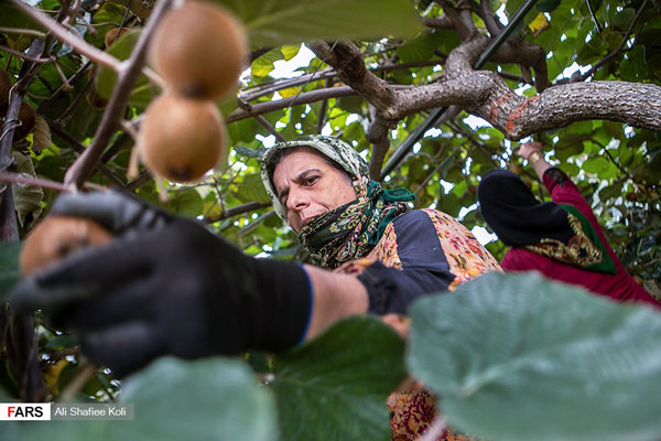 برداشت کیوی در باغات گیلان