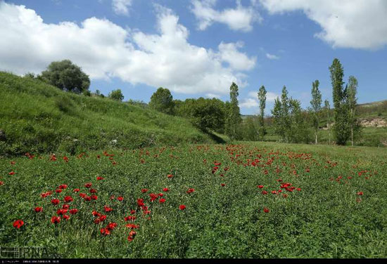 زیبای روز؛ بهارِ ایران در تصرف شقایق‌های وحشی