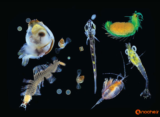 کشف انواع جدیدی از موجودات زیبای دریایی