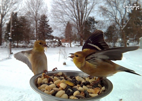 تصاویر کلوزآپ زیبا از پرنده ها درحال غذاخوردن
