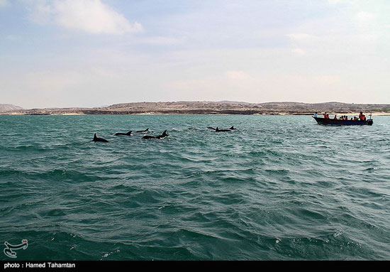 عکس:این دلفین‌ها جیب مردم را هدف گرفتند!