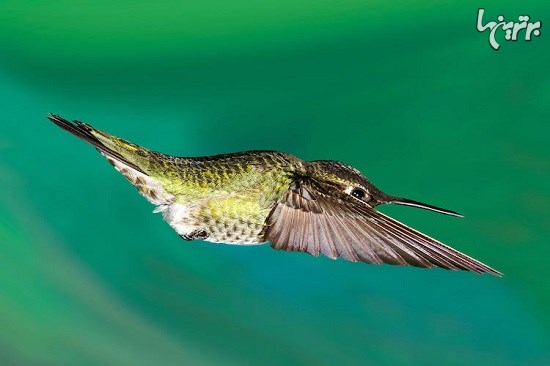 تصاویر باشکوه پرندگان برنده جایزه Audubon
