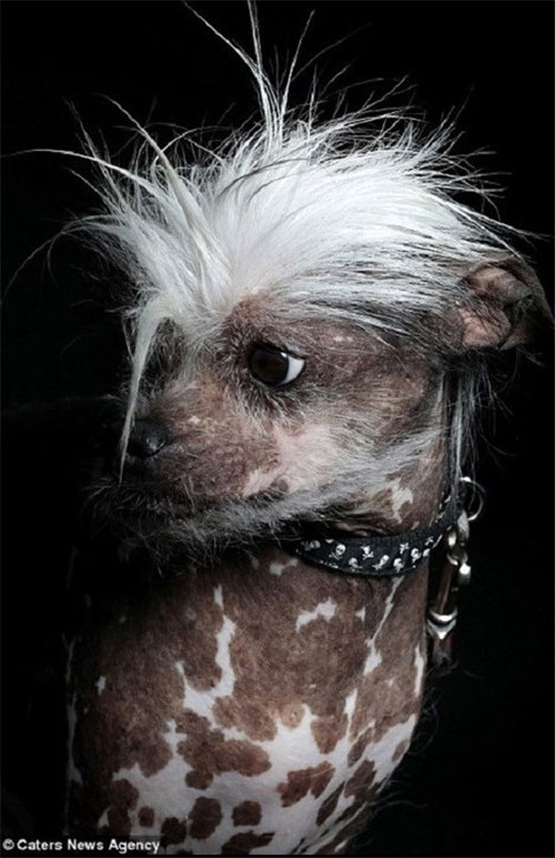 عکس: جشنواره «زشت‌ترین سگ دنیا»