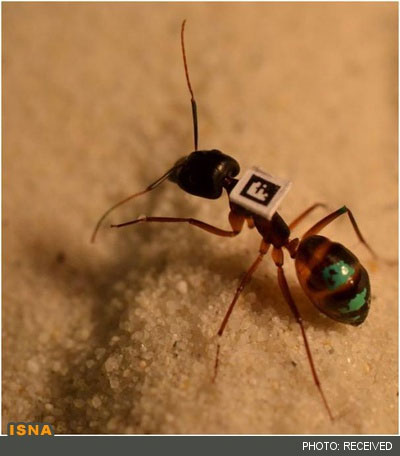 مورچه‌ها هم تغییر شغل می‌دهند! +عکس