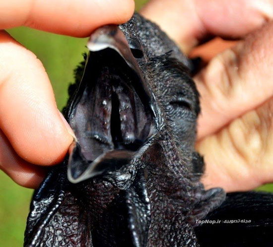 خروس سیاه، گونه ای نادر و زیبا +عکس