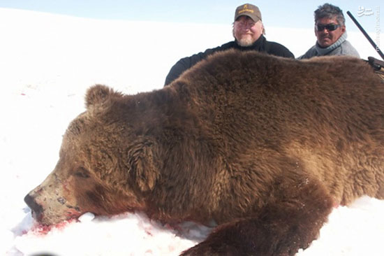 شکار خرس قهوه‌ای