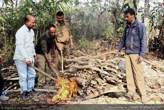 آتش زدن پیکر پلنگ کمیاب در هند +عکس