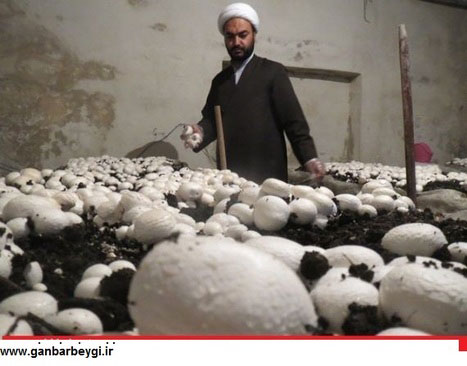 پرورش قارچ توسط یک امام‌ جمعه +عکس