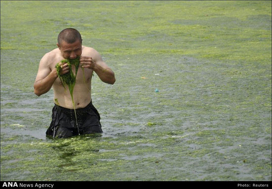 شنا در جلبک‌های سبز چینی +عکس