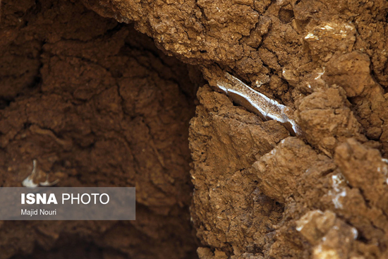 کشف فسیل های ۵۰ هزار ساله در محلات