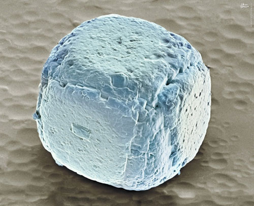 تصاویر میکروسکوپی خارق‌العاده از خوراکی‌ها
