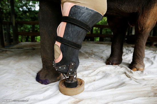 عکس: پای مصنوعی برای فیل ها