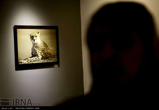 عکس: نمایشگاه عکس یوزپلنگ ایرانی