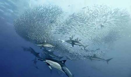 عکس هایی جالب از دنیای زیر آب