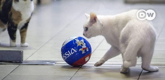 گربه آرمیتاژ و پیش بینی جام جهانی روسیه